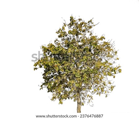 white background trees.Pictures of trees in Thailand
