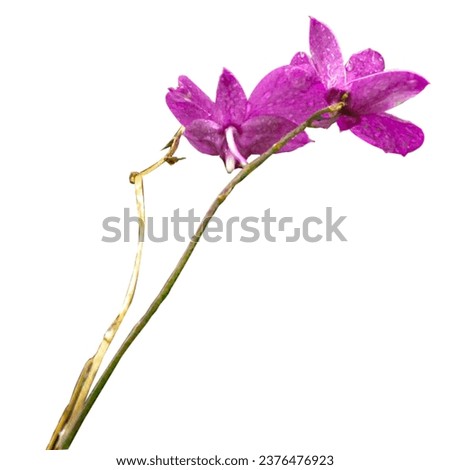 orchid flower.Orchid flower picture without background.