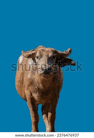 buffalo.Buffalo picture without background.buffalo thailand.