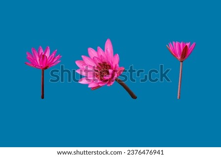 lotus.pink lotus flower.Lotus flower picture without background