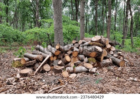 Stack of firewood in the forest.