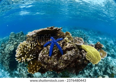 Tropical Coral Reef - Table Corals (Acropora sp.)