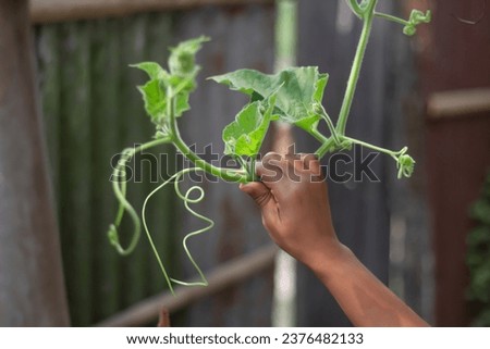 A man is holding a flower plant with his hands and a blurred background