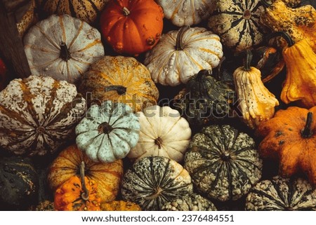 Colorful pumpkins at farmers market. Pumpkin patch. Fall festival. Halloween vibes. Thanksgiving. Pumpkin background.