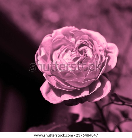 Pink and purple blooming rose, flowering plant, floral image, natural background for text
