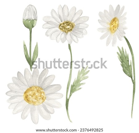 Watercolor Wildflowers illustration set, daisy meadow florals clipart, chamomile