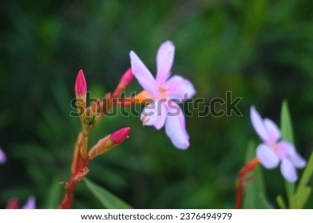 Oleander, Blossom, Quaresmeira stock photo