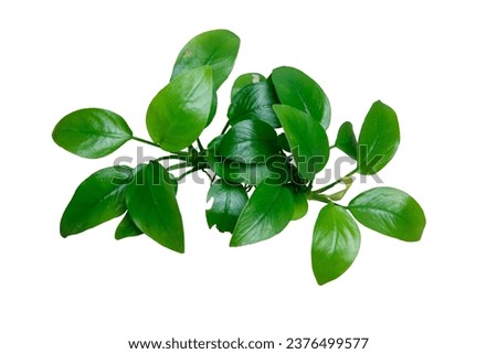 Top View of Anubias golden clump popular aquatic plants isolated on white background with clipping path