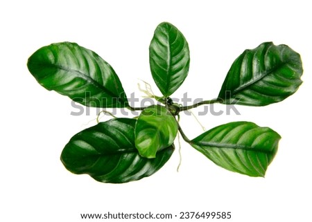 Top View of Anubias Coffeefolia dark green leaves popular aquarium plants isolated on white background with clipping path