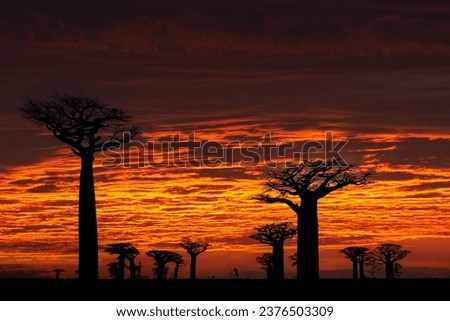Madagascar landscape, baobat red sunset. lley of the Baobabs from Madagascar. Most famous tipical place L'allée des baobab, gravel road with sunny day with big old trees with orange red dark sky. Royalty-Free Stock Photo #2376503309