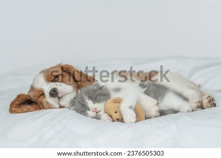 Cavalier King Charles Spaniel sleeps with tiny kitten on the bed at home. Kitten hugs  toy bear Royalty-Free Stock Photo #2376505303
