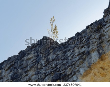 Close-up photo of a green plant on top of a stone wall of a medieval Samobor Castle on the hill Tepec in the town of Samobor, Croatia