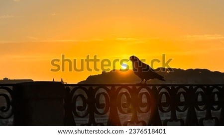 dove at sunrise. photo at sunrise.