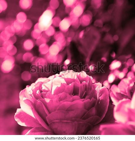 Pink beautiful rose, fresh flower in garden, floral image, natural background for text