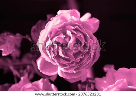 Pink beautiful rose, fresh flower in botanical park, floral image, natural background for text