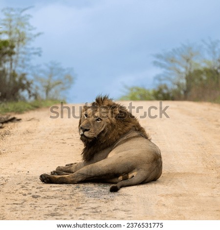 a male lion resting on the gravel road