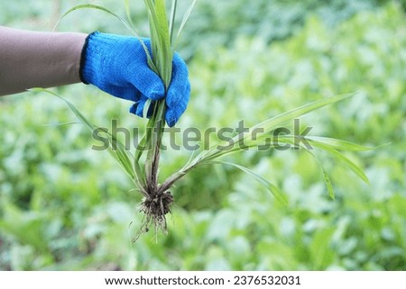 Close up hand wears glove, pulled up weed plants from vegetable garden. Concept, get rid of weeds by hands, don't use chemicals for stop toxic in agriculture crops. Organic farming.         