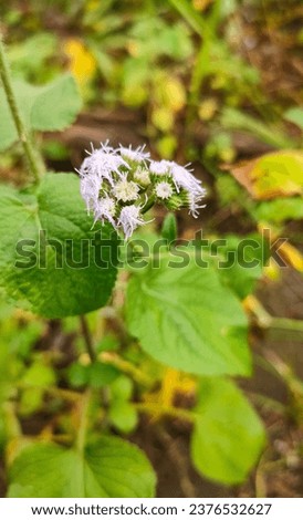 Bandotan (Ageratum conyzoides) or Wedusan is a type of agricultural weed, which is considered to disturb farmers' crops, this plant is a liar plant Royalty-Free Stock Photo #2376532627