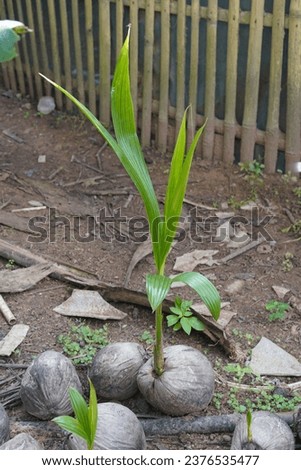 Coconut seed , Plant Propagation , dry , high quality photo full frame camera.