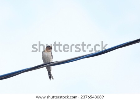 Photographing a swallow resting on a telephone pole