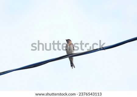 Photographing a swallow resting on a telephone pole