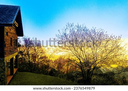 Nature picture sunrise, golden light, and pink sakura trees.  winter in northern Thailand
