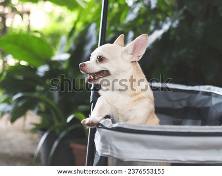 Portrait of brown short hair chihuahua sitting in pet stroller in the garden. Smiling happily.