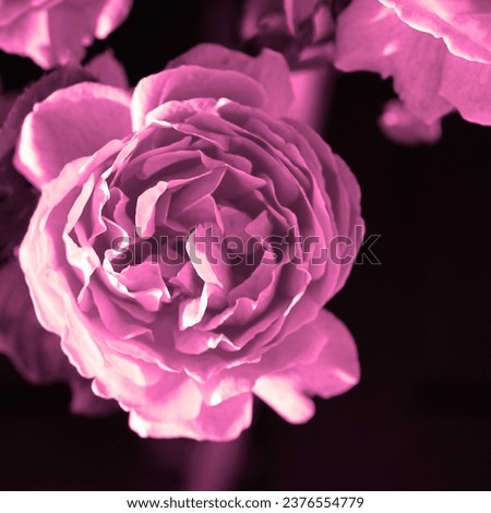 Blooming rose, fresh flower in botanical park, floral image, natural background for text, pink and black color
