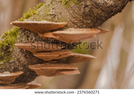 Fruiting bodies of saprophytic fungi of the genus Fomitopsis on a dry tree trunk.Woody mushrooms, "hubs", with a reticulated hymenophore that disseminates spores. In the forest in winter. Royalty-Free Stock Photo #2376560271