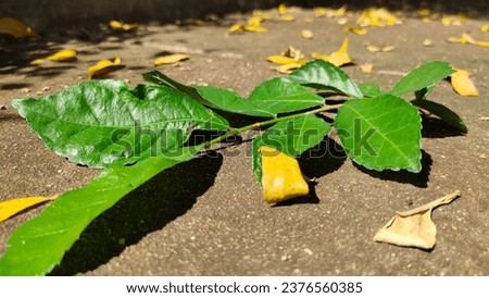 Green leaf background Shoot in natural light in the morning until a natural shadow falls