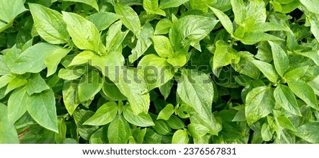 Tropical plants are plants you can find easily in Africa precisely Cameroon some are comestibles  Royalty-Free Stock Photo #2376567831