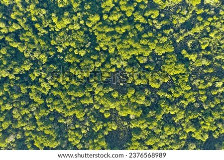 aerial view, top down of tropical peat swamp forest in Kalimantan, Borneo, Indonesia. it looks green but like a degraded forest. the largest carbon stock in all forest types.