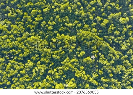 aerial view, top down of tropical peat swamp forest in Kalimantan, Borneo, Indonesia. it looks green but like a degraded forest. the largest carbon stock in all forest types.