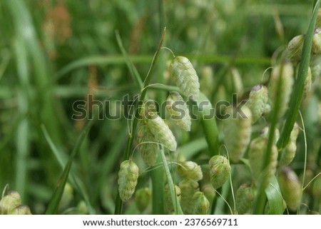 Green Quaking Grass (Briza Maxima) Royalty-Free Stock Photo #2376569711