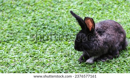 Cute and funny rabbit in black alone in the rabbit garden