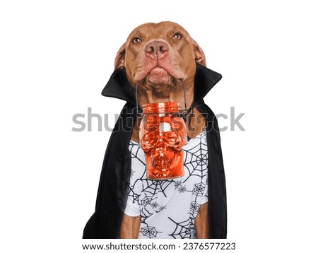 Charming, lovable dog and Count Dracula costume. Bright, isolated background. Close-up, indoors. Studio shot. Congratulations for family, relatives, loved ones, friends, colleagues. Pet care concept