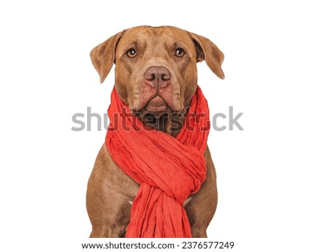 Cute brown dog and a red knitted scarf around his neck. Isolated background. Close-up, indoors. Studio photo. Day light. Beauty and fashion. Concept of care, education, training and raising pets