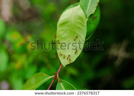 Red fire ants building nest. Ant nest with leaf on tree.