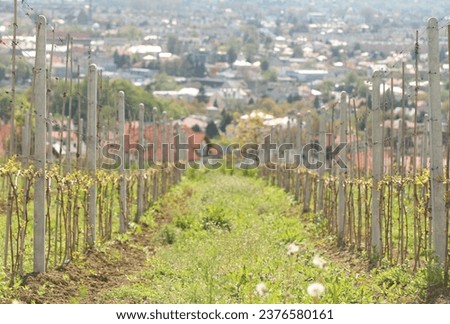 Young vineyard in the rays of sunlight on the mountainside against the background of a small town. Growing fruits and making wine. Winemaking in Europe. Fresh vine shoots in rows with perspective.