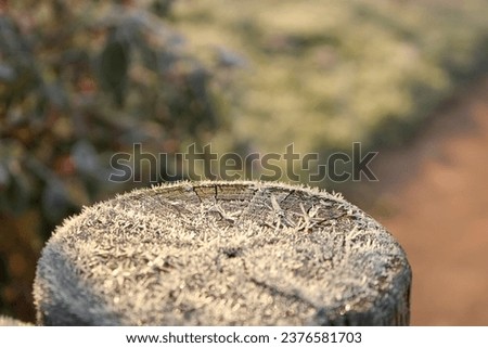 the photo shows a cut of a tree, the corner from above, the cut is completely covered with frost, which shimmers under the rays of the morning winter sun with large and small colored highlights