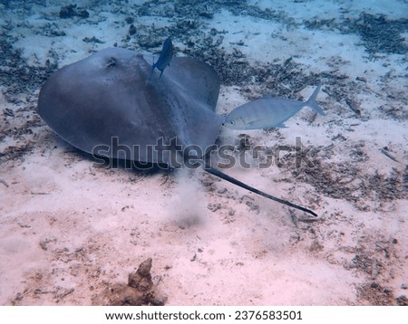 Stingray swimming in the shallow water