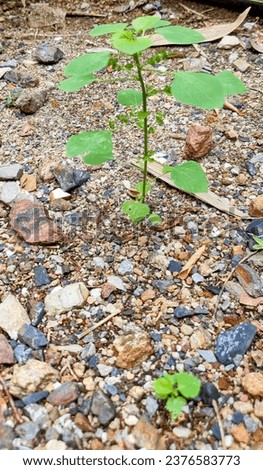 a young plant grows in the rocks.