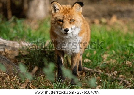 A red fox walks in the forest