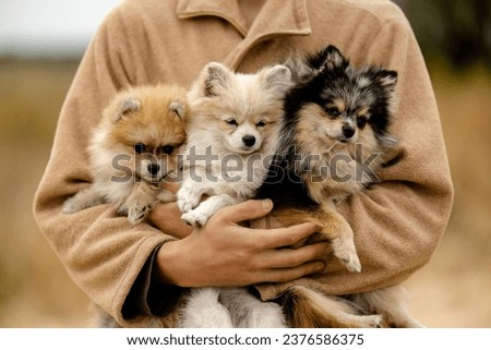 A young guy holds his Pomeranian dogs in his arms. Walking with Pomeranians in the park in autumn. Breeding, care and care of Pomeranian puppies. Royalty-Free Stock Photo #2376586375