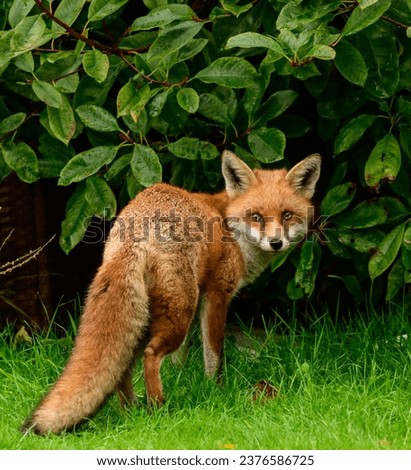this is a beautiful urban fox that I photographed in my garden during lockdown,  I'd set up a hide at the bottom of my garden then the fox appeared. 