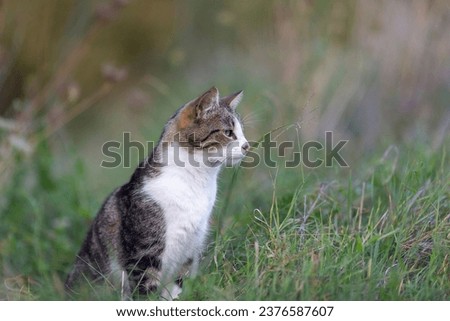 tiger cat walking on green grass

