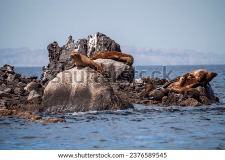 Giant sea lions lying on the rocks. The largest reproductive colonies live in the protected biosphere reserve on San Rafaelito, Espiritu Santo Island in the Sea of Cortes, Baja California Sur, Mexico. Royalty-Free Stock Photo #2376589545