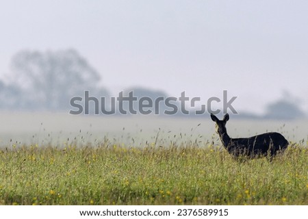I just love this image. a roe deer in the early morning summer sun , seems to me she is enjoying the view