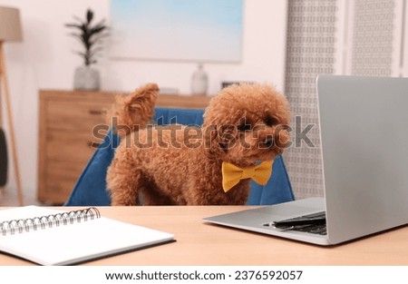 Cute Maltipoo dog wearing yellow bow tie at desk with laptop and notebook in room. Lovely pet