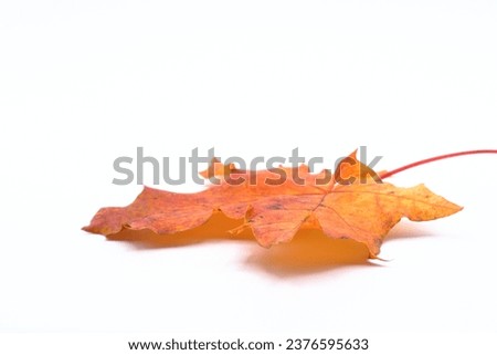 Orange autumn maple leaf. Angle from the side. Colorful photo with a white background.